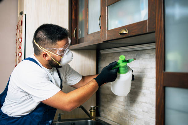 Best Spider Control Near Me  in Wheeling, IL