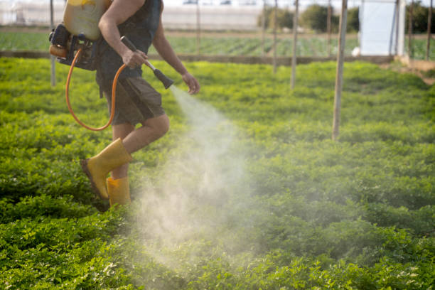 Best Ant Control Services  in Wheeling, IL